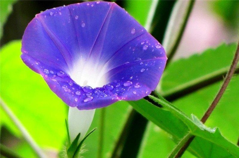 牵牛花图片欣赏
