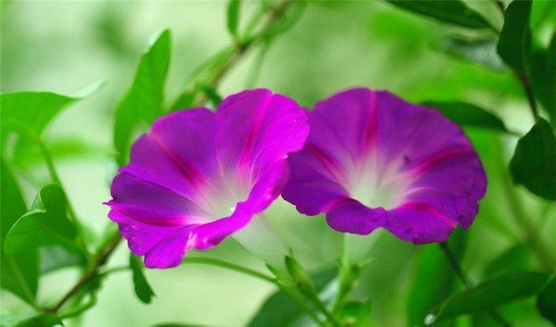 两朵牵牛花