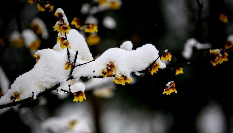 风雪中的腊梅