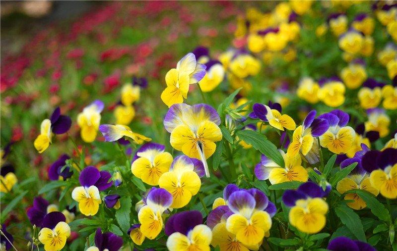 蝴蝶花美图欣赏