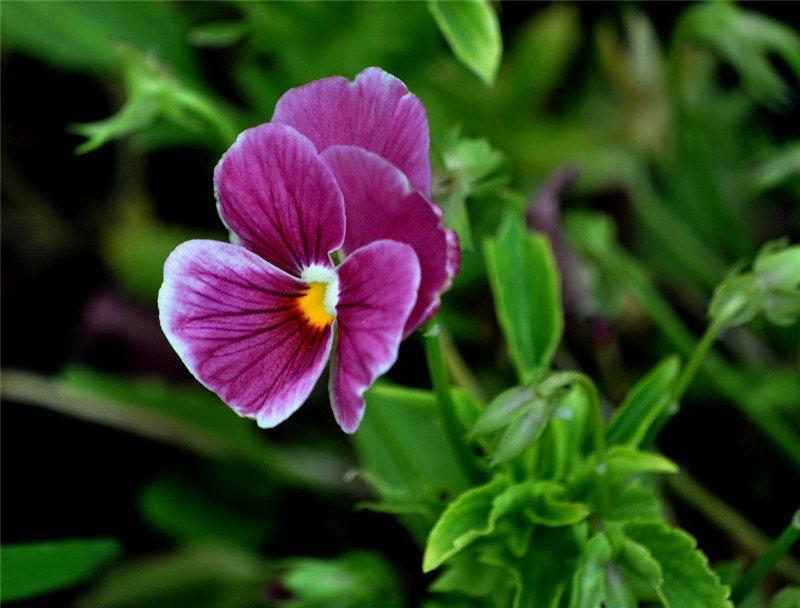 蝴蝶花