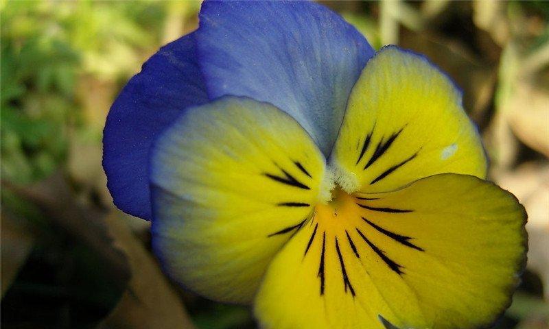 蝴蝶花图片