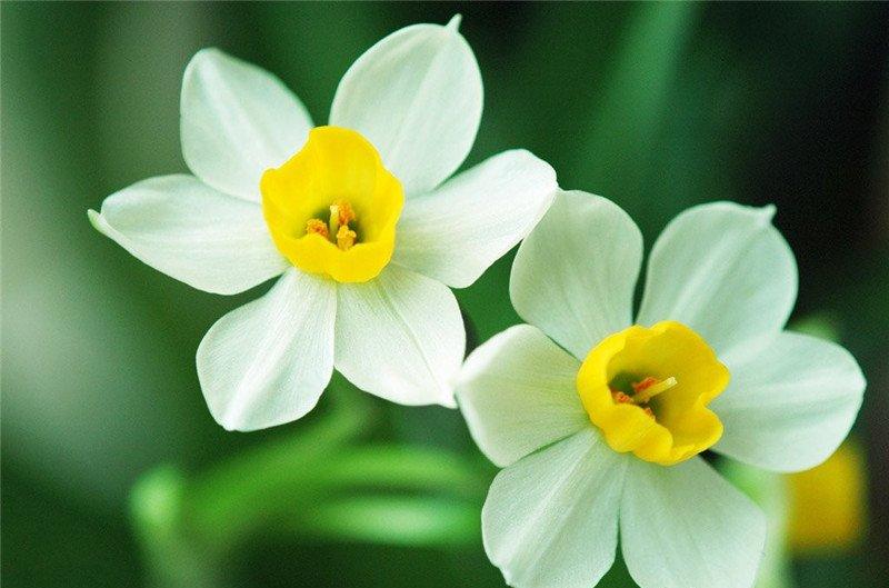 水仙花图片