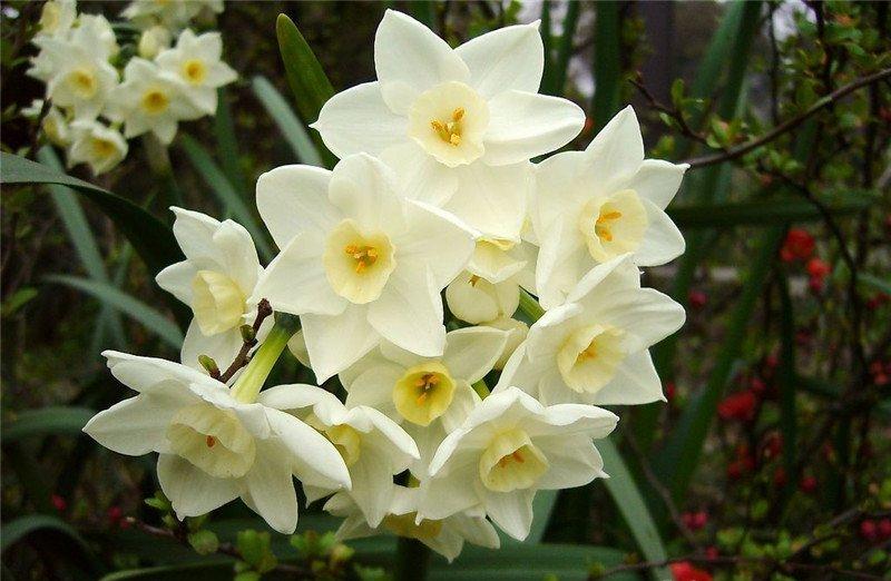 水仙花