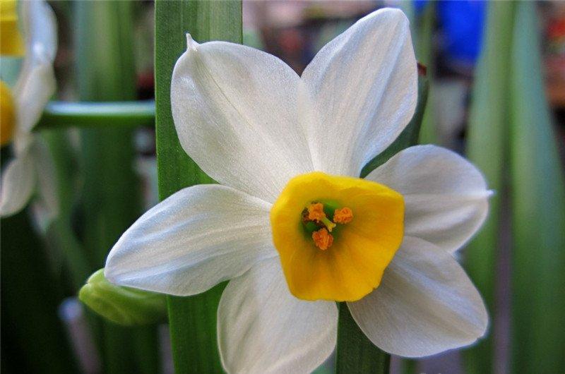 水仙花美图欣赏