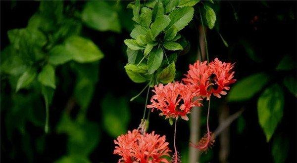 吊灯扶桑，你来看此花时