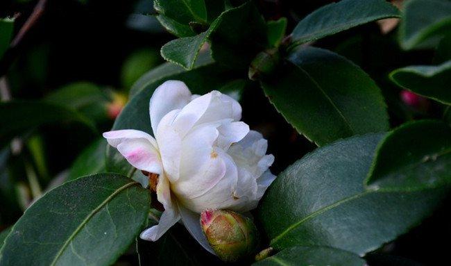 白色茶梅