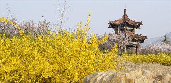 俏也不争春，只把春来报。