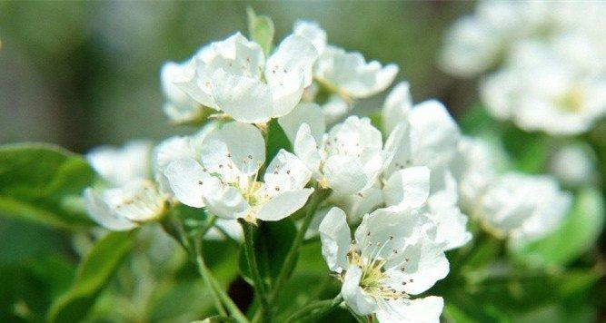天上开的花