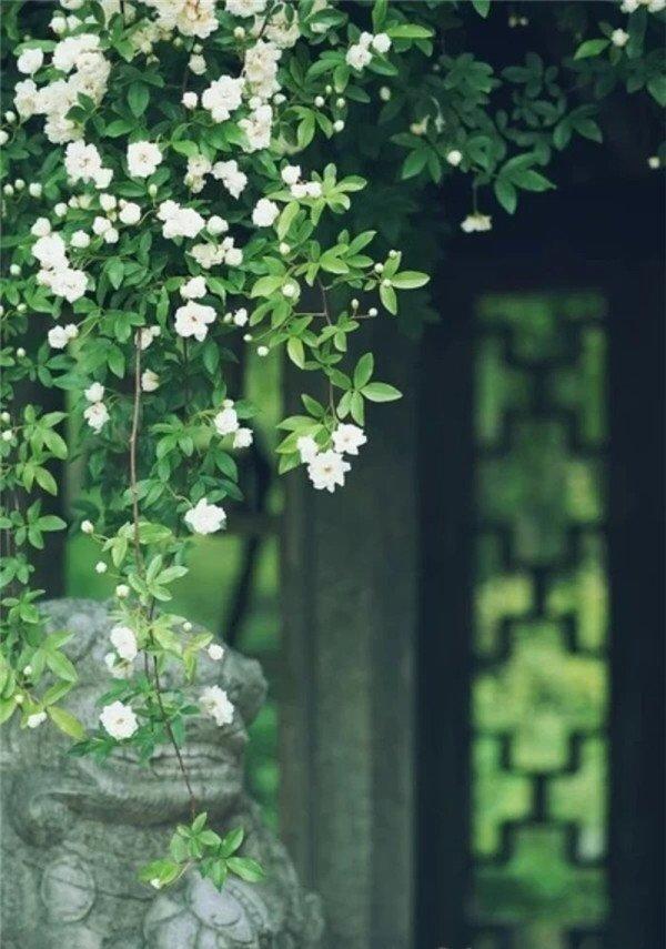 心甘情愿成为你的俘虏——七里香