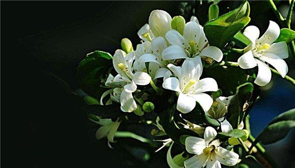 七里香花不及你