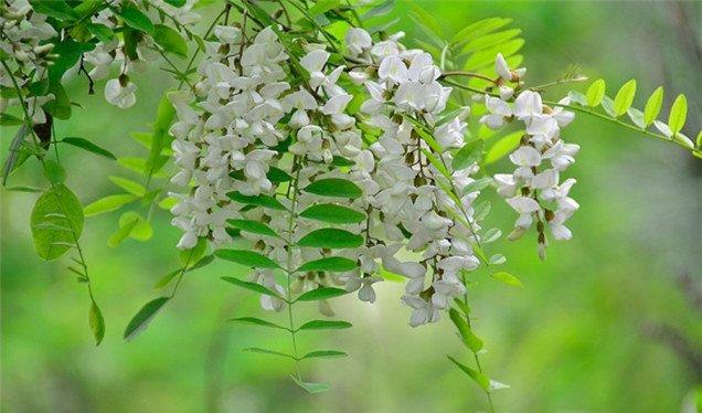 袅袅秋风多，槐花半成实
