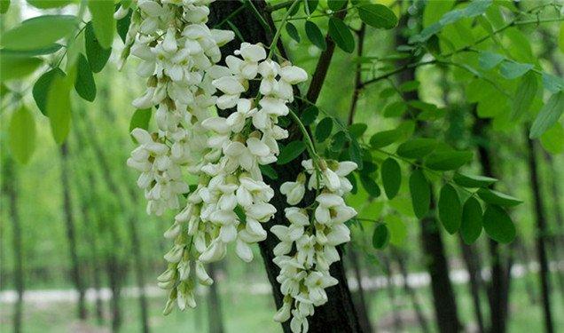高山槐花开