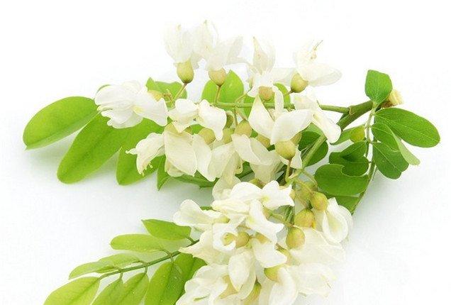 实用的槐花