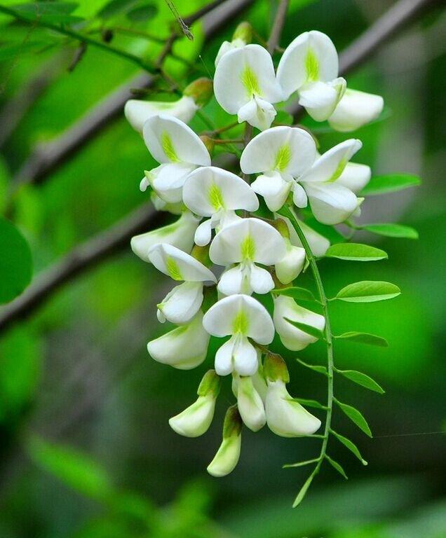 高山槐花开