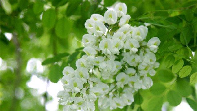 槐花美图