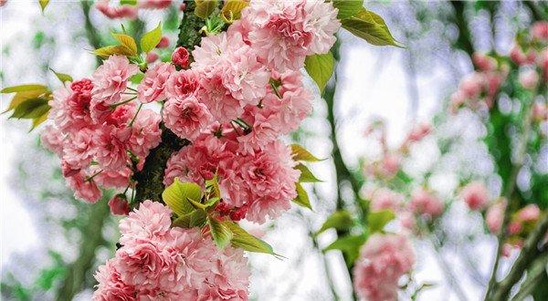 花团锦簇的樱花