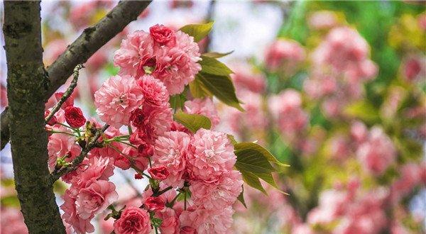 似云似雪的樱花