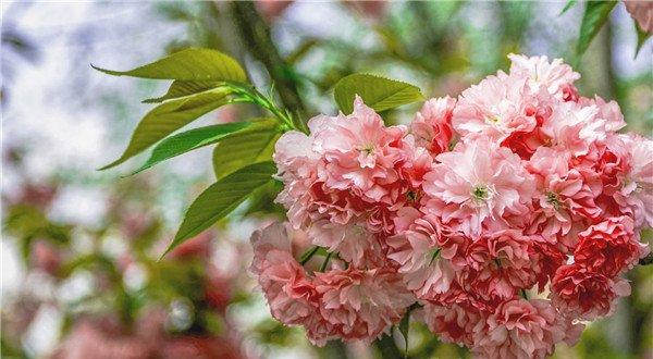 樱花硕大如花球