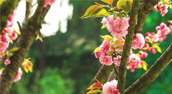 挂满樱花的枝头