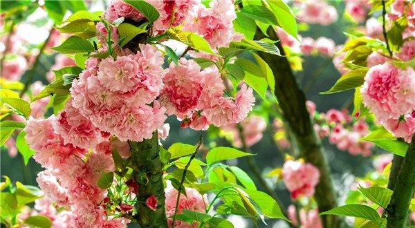 粉嫩的樱花