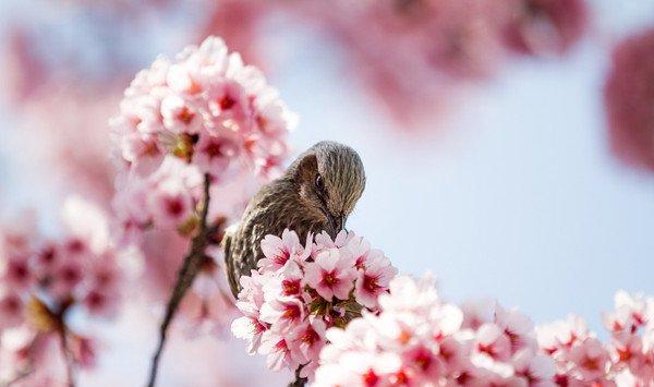 鸟与樱花