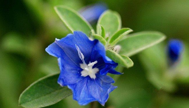 蓝星花