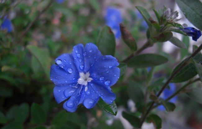 雨中蓝星花