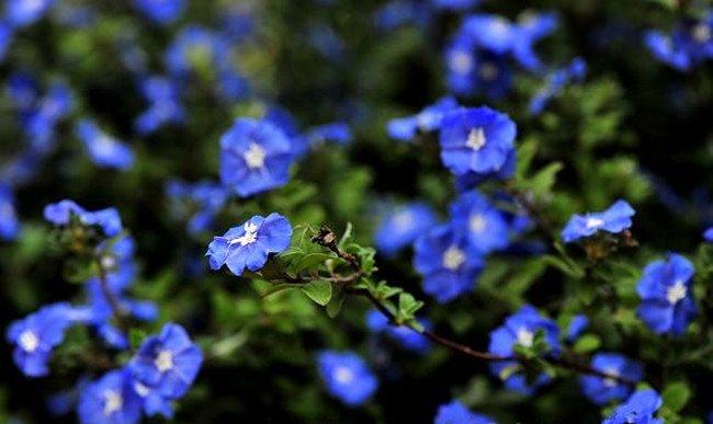 蓝星花群
