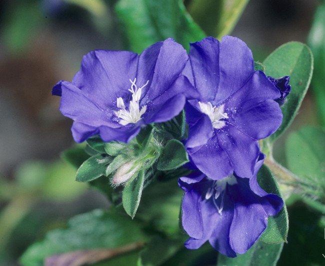 深紫色蓝星花