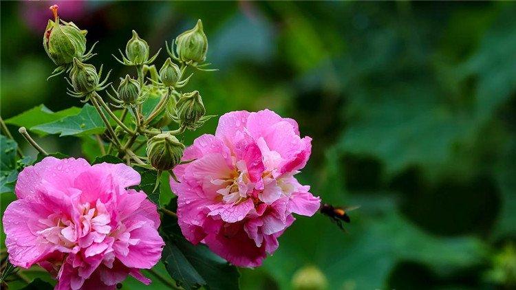 雨后木芙蓉花