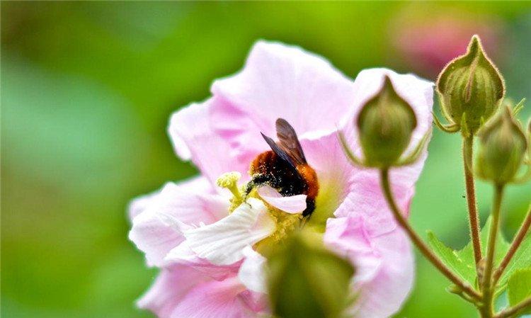 木芙蓉花与蜜蜂