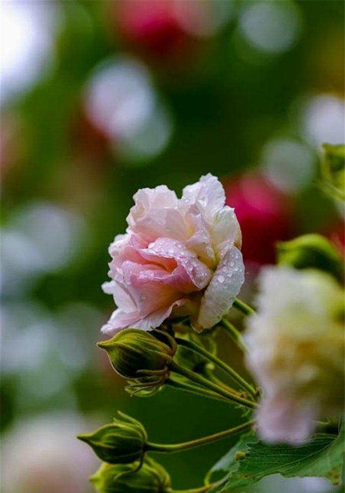 木芙蓉开花啦