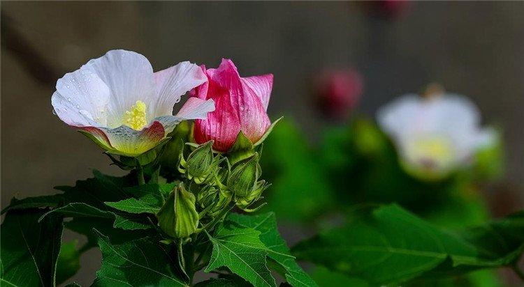 粉嘟嘟的木芙蓉花