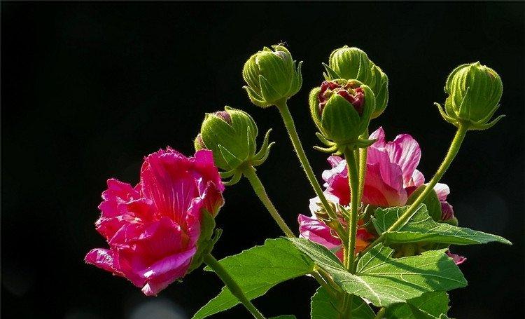 娇艳的木芙蓉花