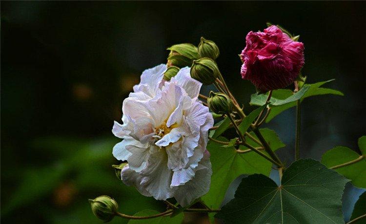 木芙蓉花