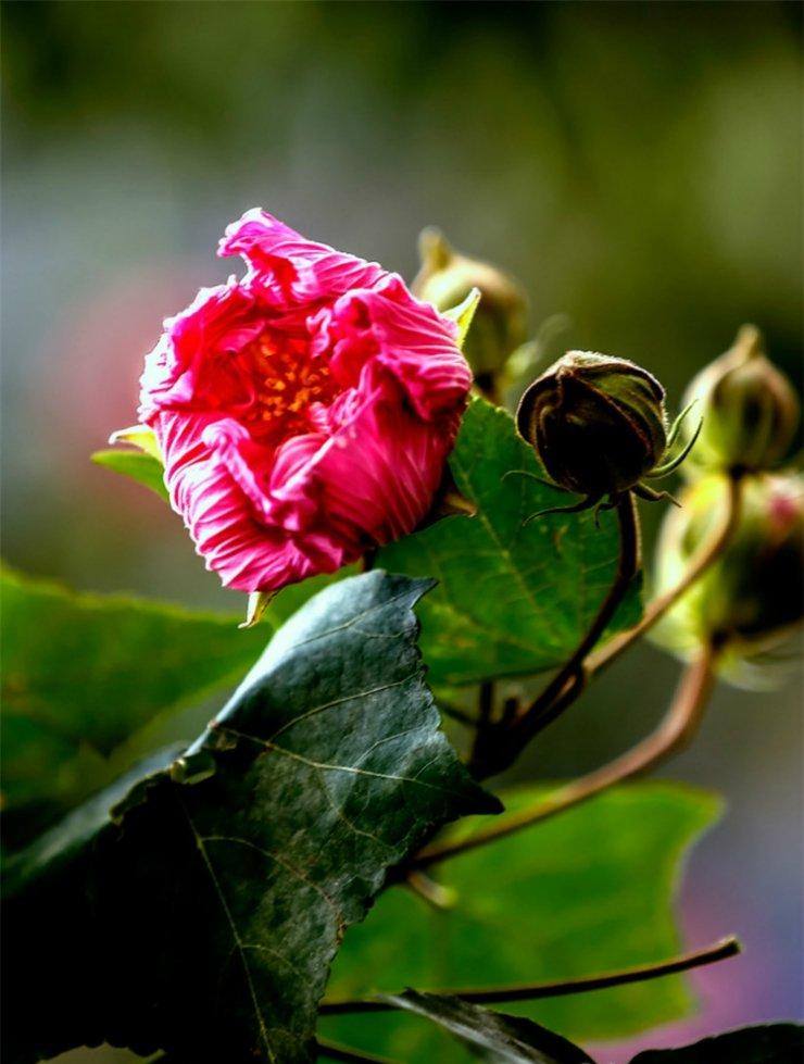 拒霜木芙蓉花