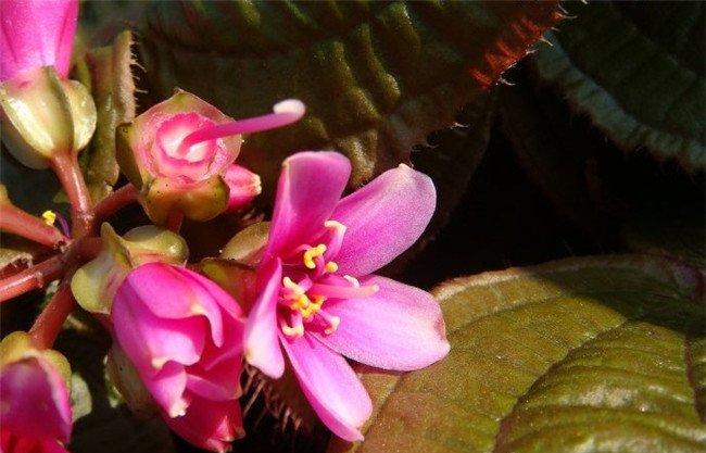 虎颜花图片
