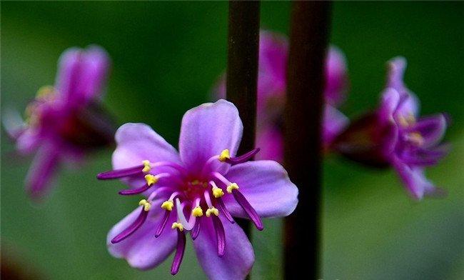 稀有的虎颜花