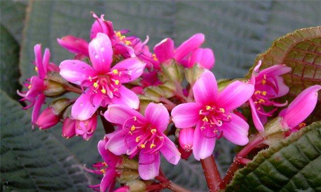虎颜花