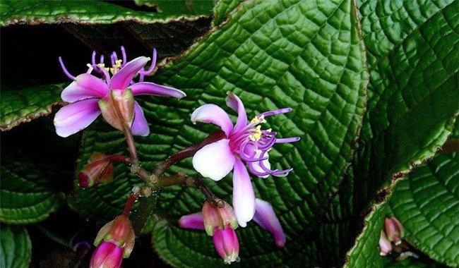 虎颜花美图