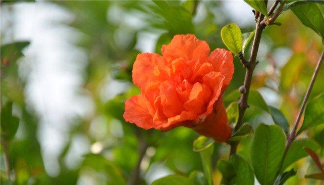 榴花折得一枝看
