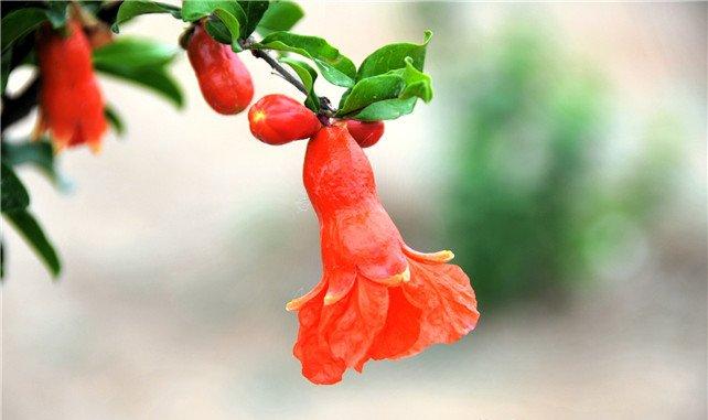 红红的石榴花