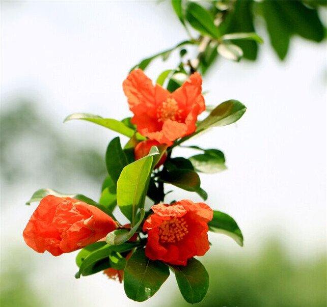 石榴花花语
