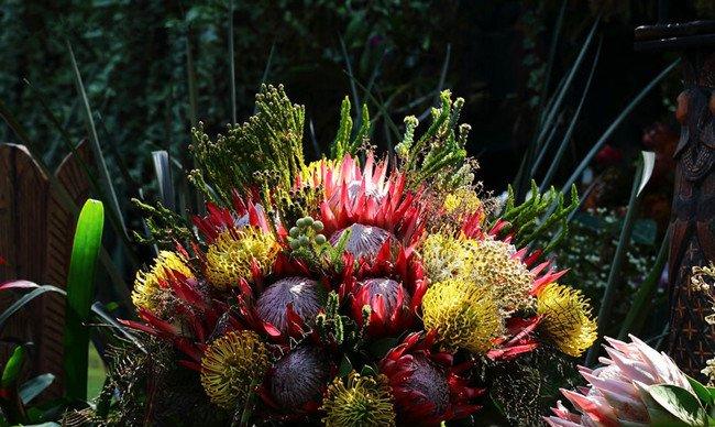 君主——帝王花