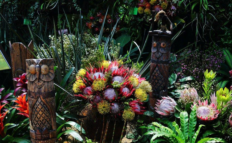 君王——帝王花