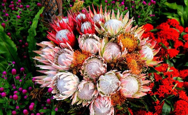 霸气君主——帝王花