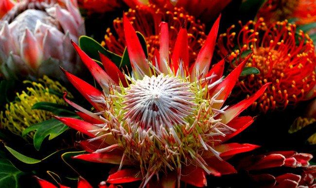 帝王花——龙眼花