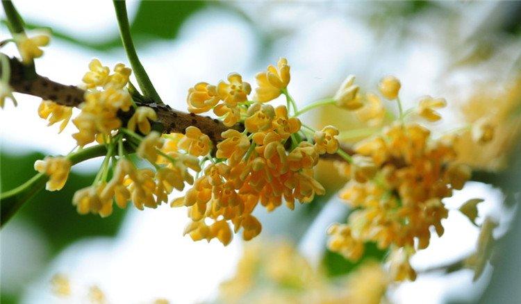 八月桂花遍地开
