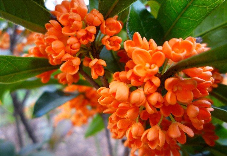 九月桂花香千里